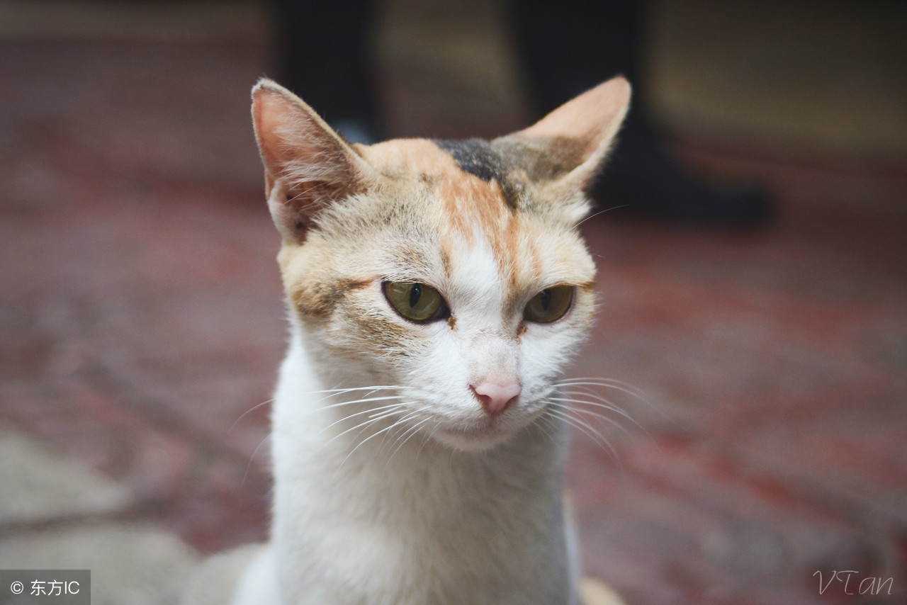 最可爱的几种猫种,最可爱的猫前十名是什么