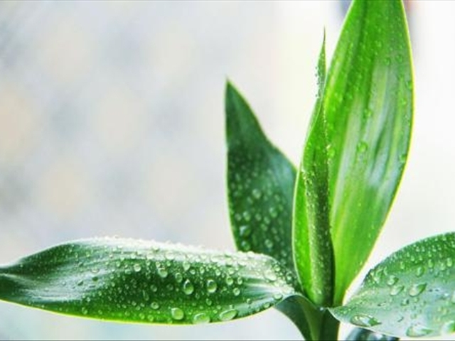 富贵竹黄叶烂根怎么解决,富贵竹黄叶怎么补救最佳方法