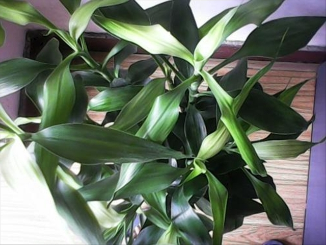 富贵竹黄叶烂根怎么解决,富贵竹黄叶怎么补救最佳方法