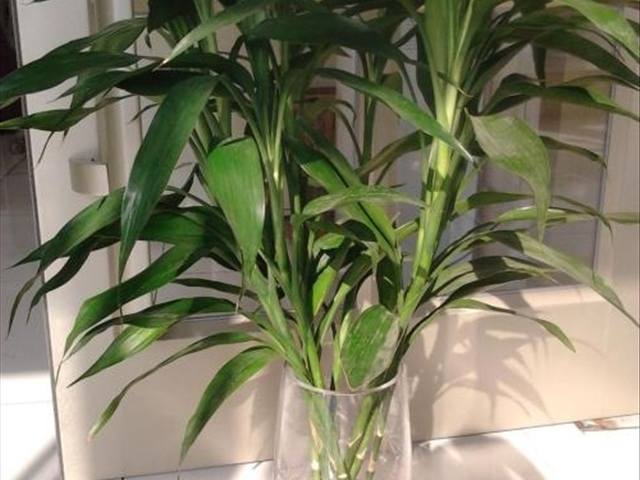 富贵竹黄叶烂根怎么解决,富贵竹黄叶怎么补救最佳方法