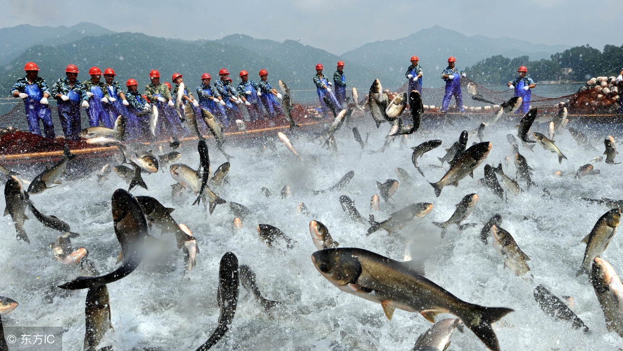 鱼不开口如何应对,鱼不开口如何应对用什么小药