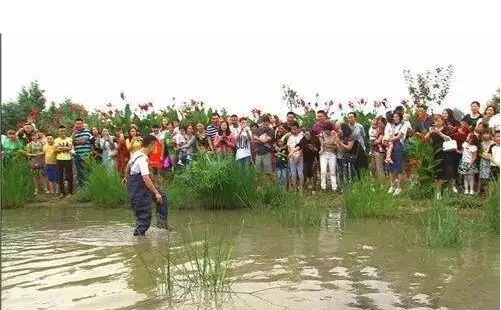 种植丝瓜一亩收入利润多少,大棚种植丝瓜一亩能赚多少钱