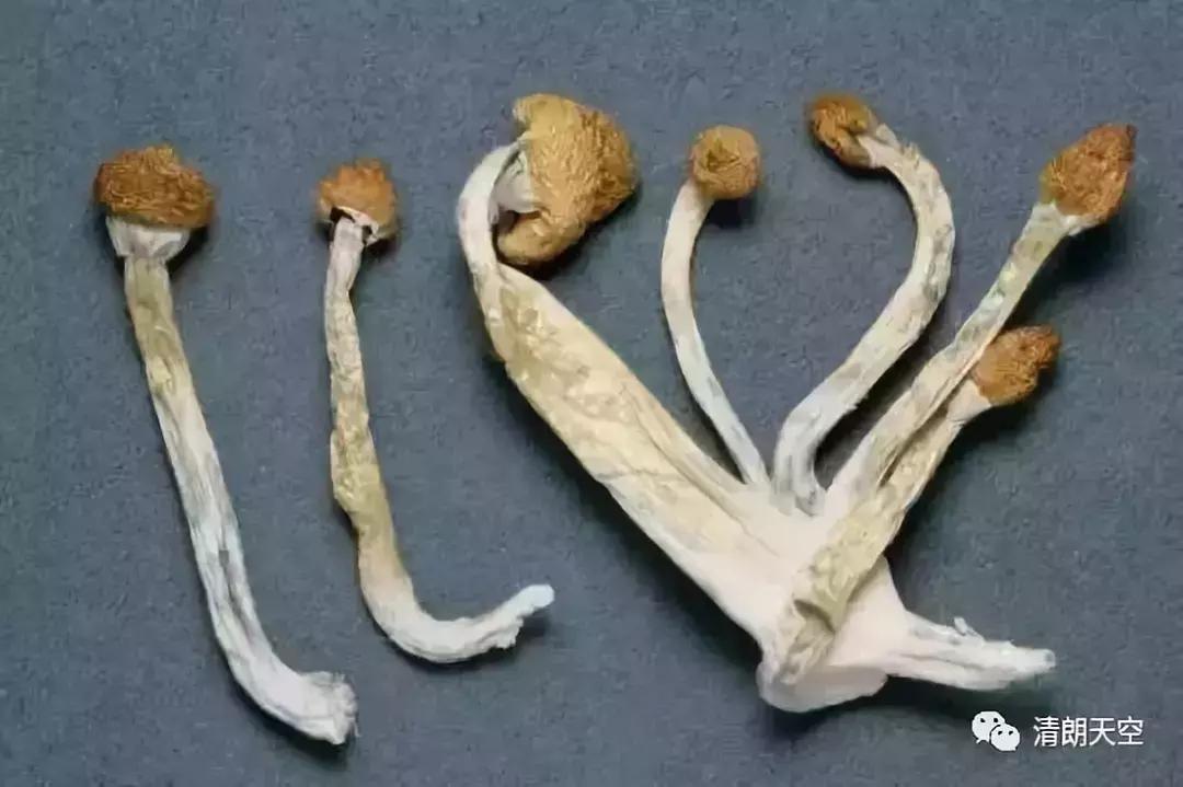 「提醒」做微商竟成毒贩！新型*品毒**“蓝精灵”出现，要小心了！