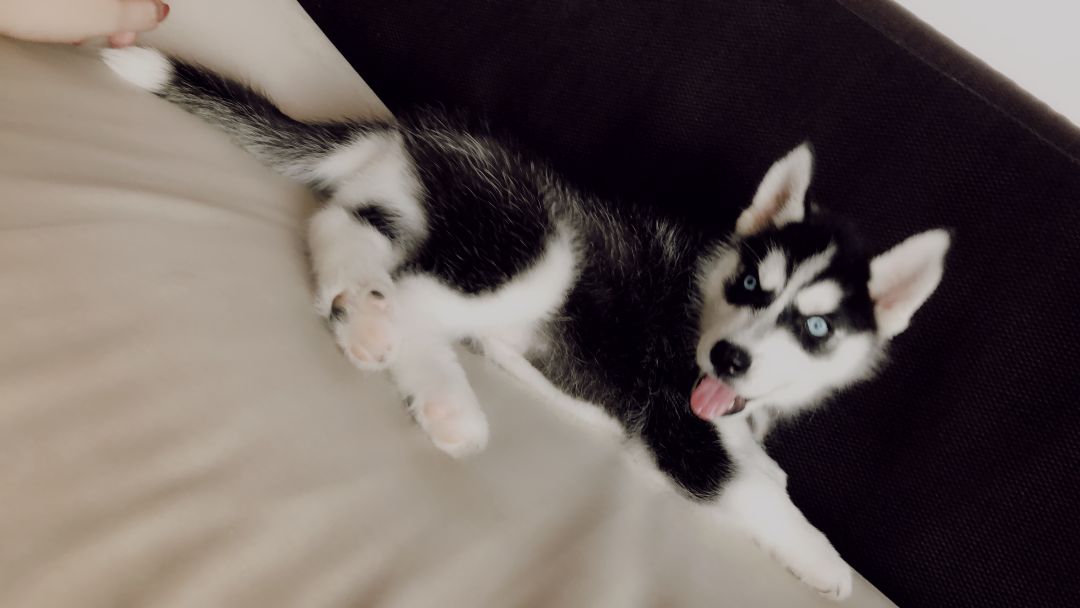 哈士奇折耳了怎么办,怎么照顾哈士奇