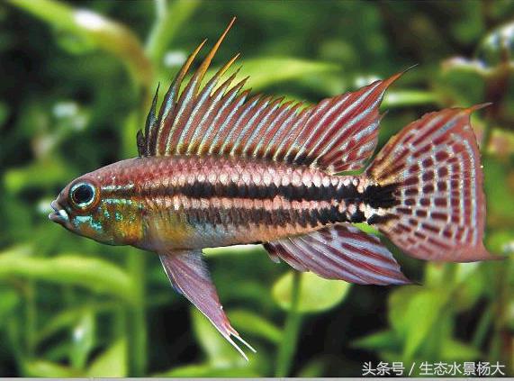 短鲷鱼喂什么鱼食好,短鲷吃什么食物最好