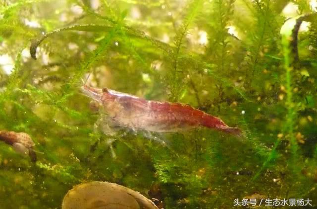 不伤虾的杀蓝藻方法,不伤稻田虾除纤毛虫的药