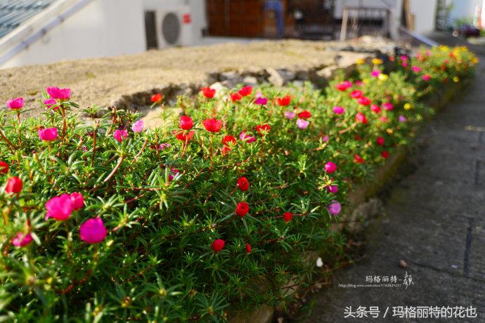 开满鲜花的小路教学设计一等奖,园丁培植万朵花
