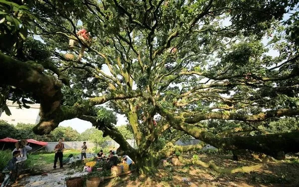 「词风雅韵」傅瑜｜如流诗韵入吟笺