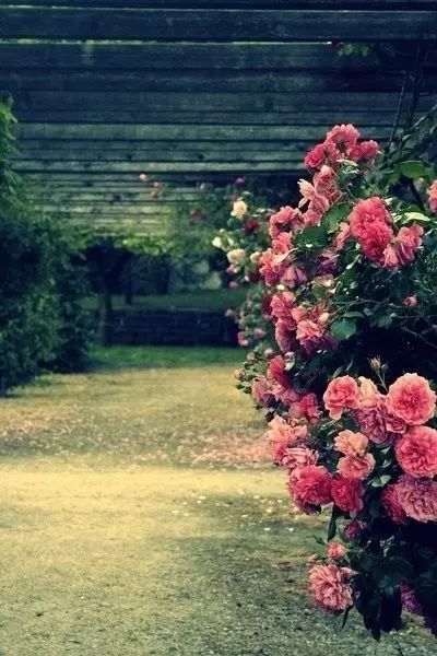 一生以花为伴,以花为伴虚度光阴