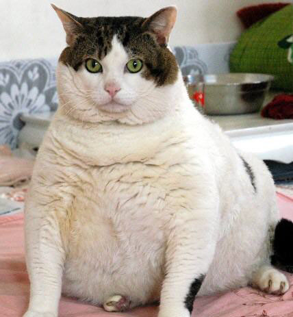 养猫篇-如何把猫养胖养肥养得白白胖胖!