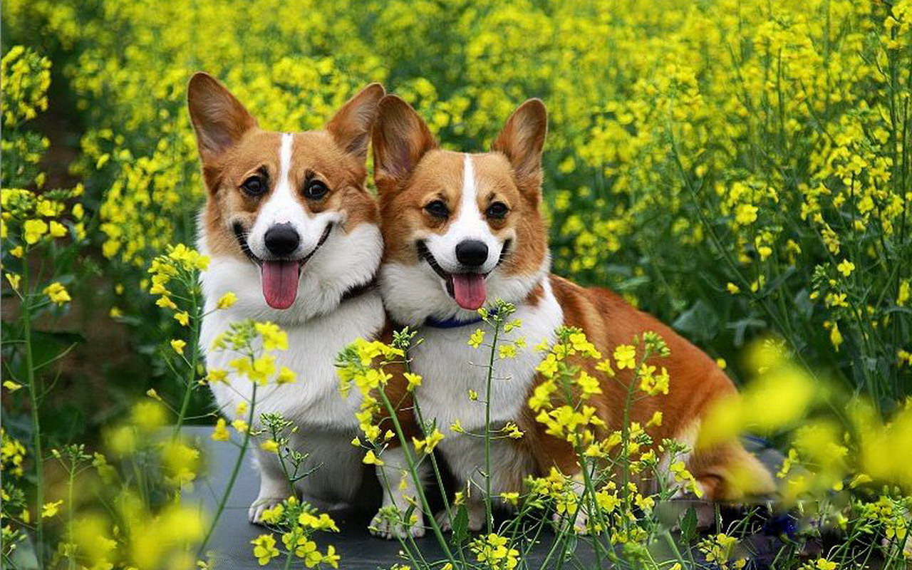 怎么训练狗狗扑咬东西,训练狗狗不扑人