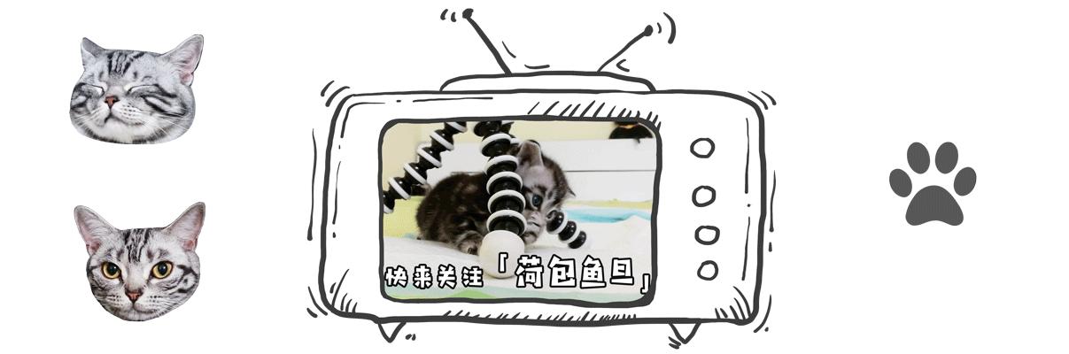 猫抓伤要打狂犬病疫苗吗,被猫抓伤咬伤会生病吗