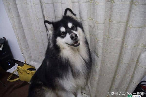 哈士奇和阿拉斯加区别眼神,边牧和阿拉斯加和哈士奇分不清