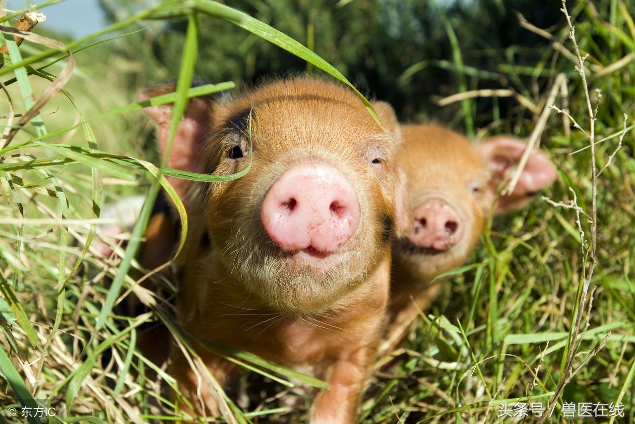 猪病的诊断方法视频,100种猪病诊断方法与治疗方式
