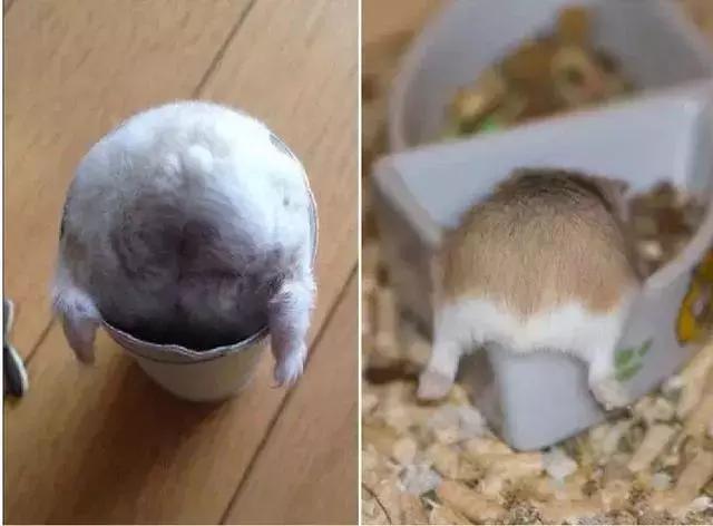 仓鼠知道认人吗,仓鼠知道猫是天敌吗