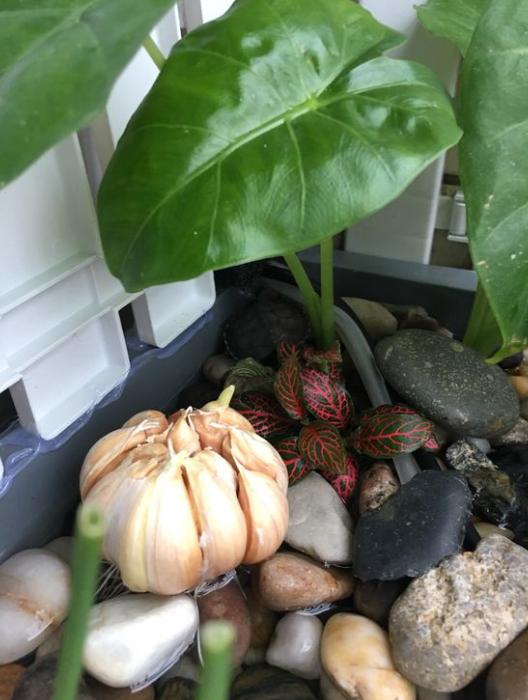 龟缸沼泽过滤系统视频,龟池沼泽过滤