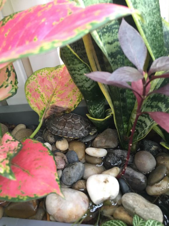 「龟龟环境篇」沼泽过滤(bogfilter):一种原生态水处理技术