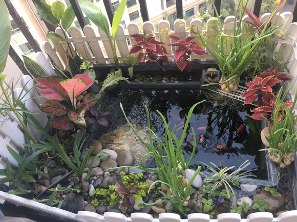 「龟龟环境篇」沼泽过滤(bogfilter):一种原生态水处理技术