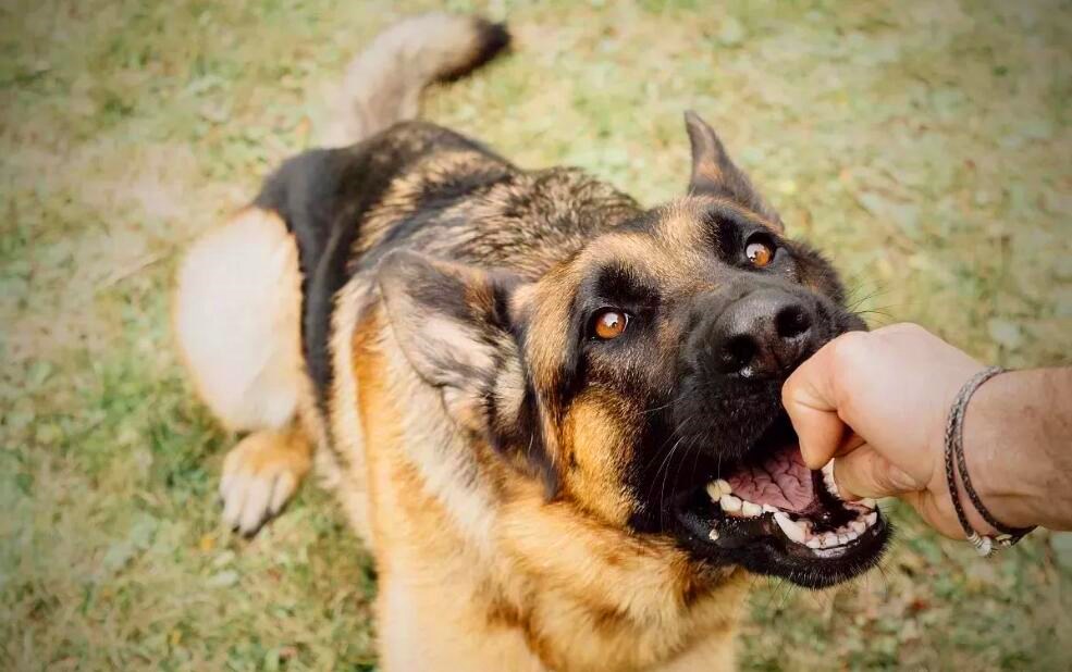 人被狗咬伤后正确的处理办法,被狗咬伤的经历