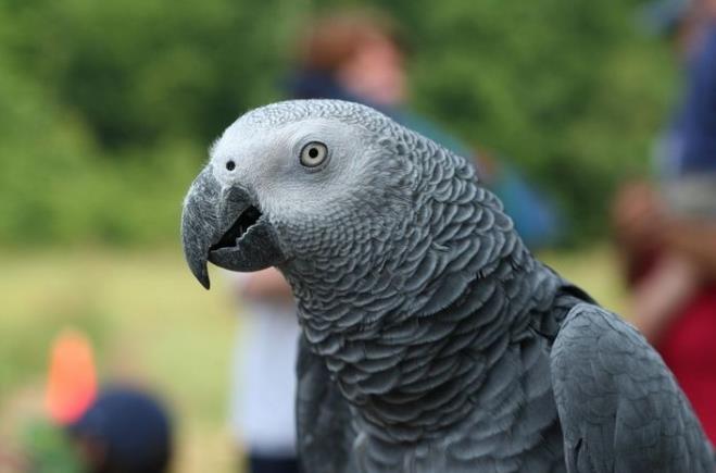 动物是否具有艺术行为？它们是否认为自己是在”创作“