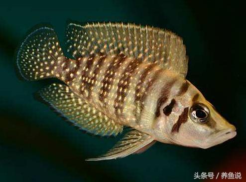 三湖慈鲷先入手哪个湖好,孔雀三湖慈鲷跟普通三湖啥区别