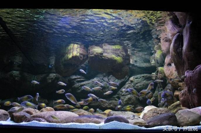 三湖慈鲷和一眉道人更建议养什么,三湖慈鲷哪个品种算是好的