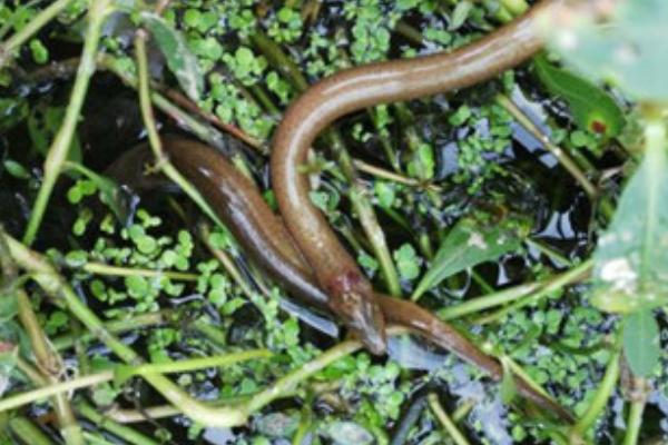 黄鳝正确的养殖是怎么养,黄鳝的野生养殖技术与管理