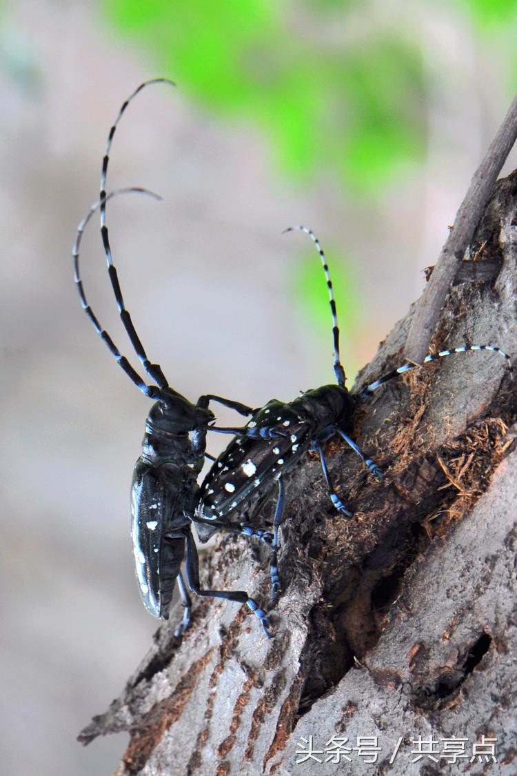 初秋南太行——天牛四种