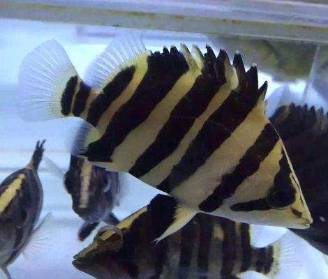 观赏鱼的养殖方法与技巧,观赏鱼要如何养殖