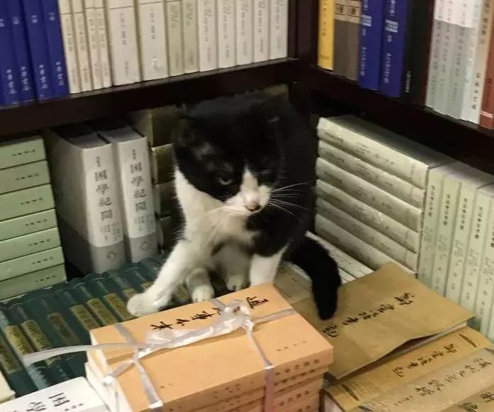 书店街卖的猫,书店猫