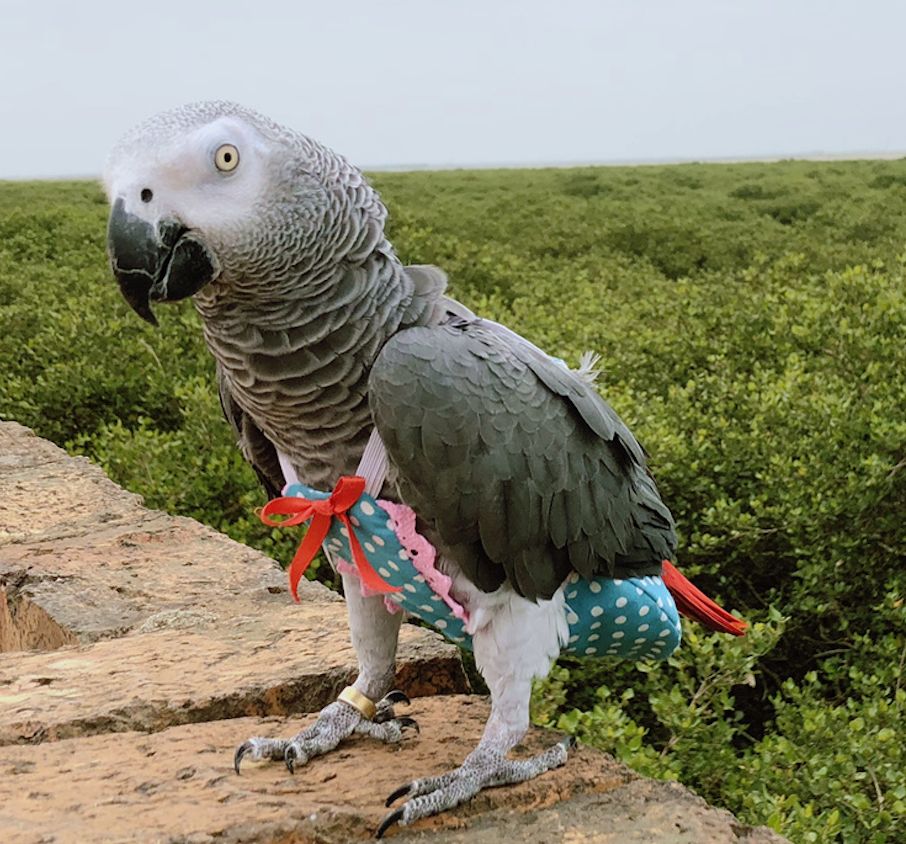 一周爆卖上百件鹦鹉尿布兜，这家淘宝店专给土拨鼠、蜥蜴做衣服