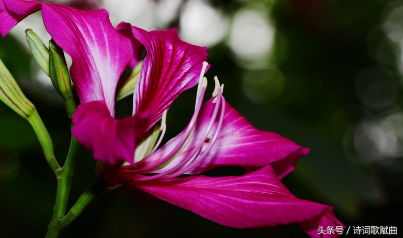 毛*东泽**经典诗词，气魄宏大，每一首都激荡着气势磅礴的英雄气概