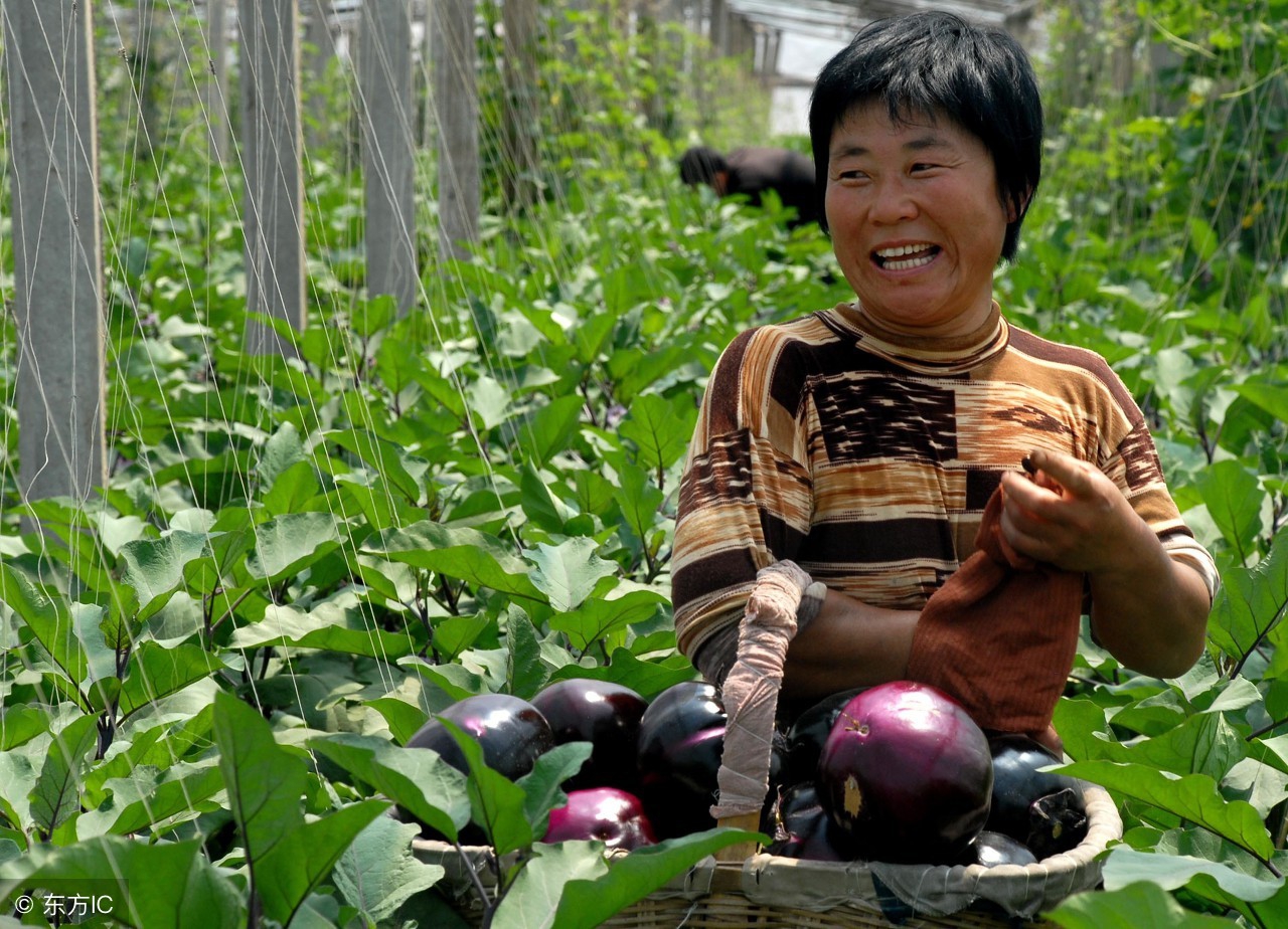 农民种植茄子全过程,茄子卷叶茄子长不大就烂了怎么办