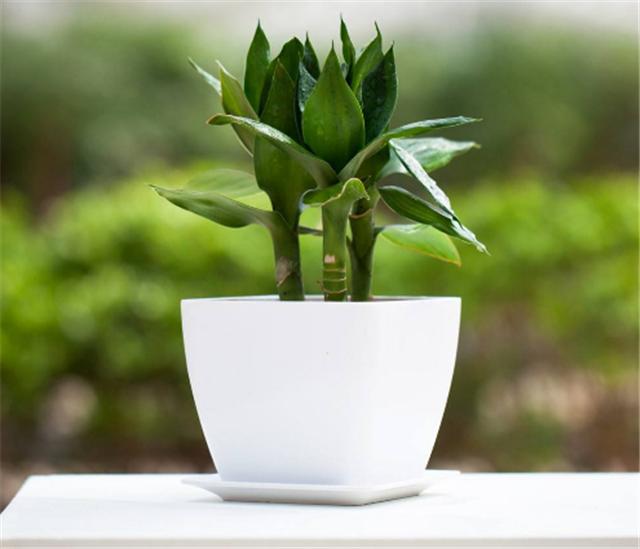 水培富贵竹生根了，如何换水，其实很简单！