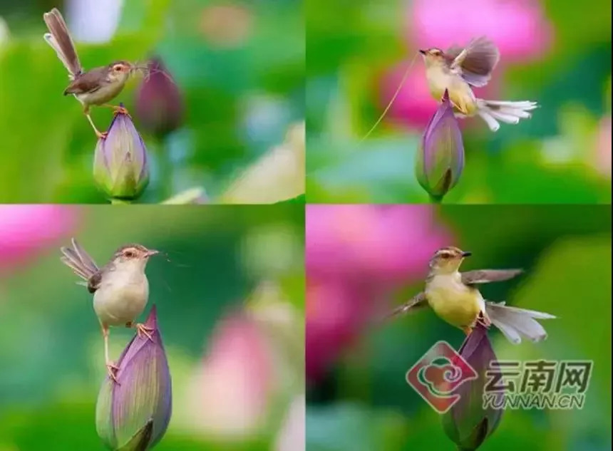 「丽江壹条」飞虎绝杀四川九牛主场三连胜！/无户口人员落户问题丽江公安这波操作666