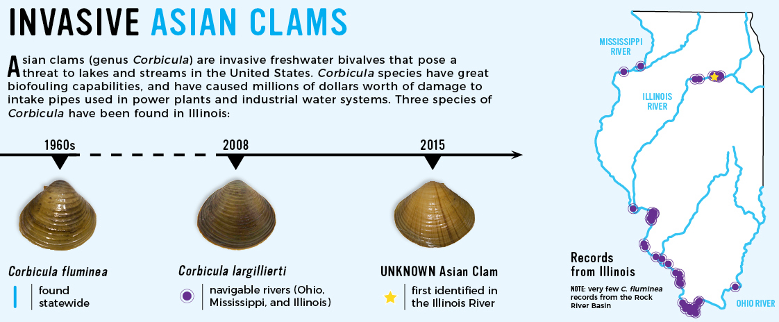 海边贝类种类,各种贝类的名称