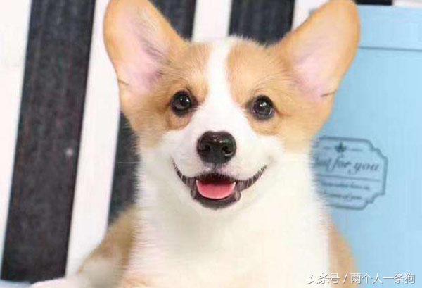 小柯基总是乱叫怎么办,小柯基总爱生病怎么办