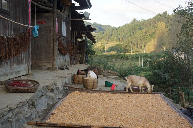 农村俗语四大累,农村俗语四不摸四大累