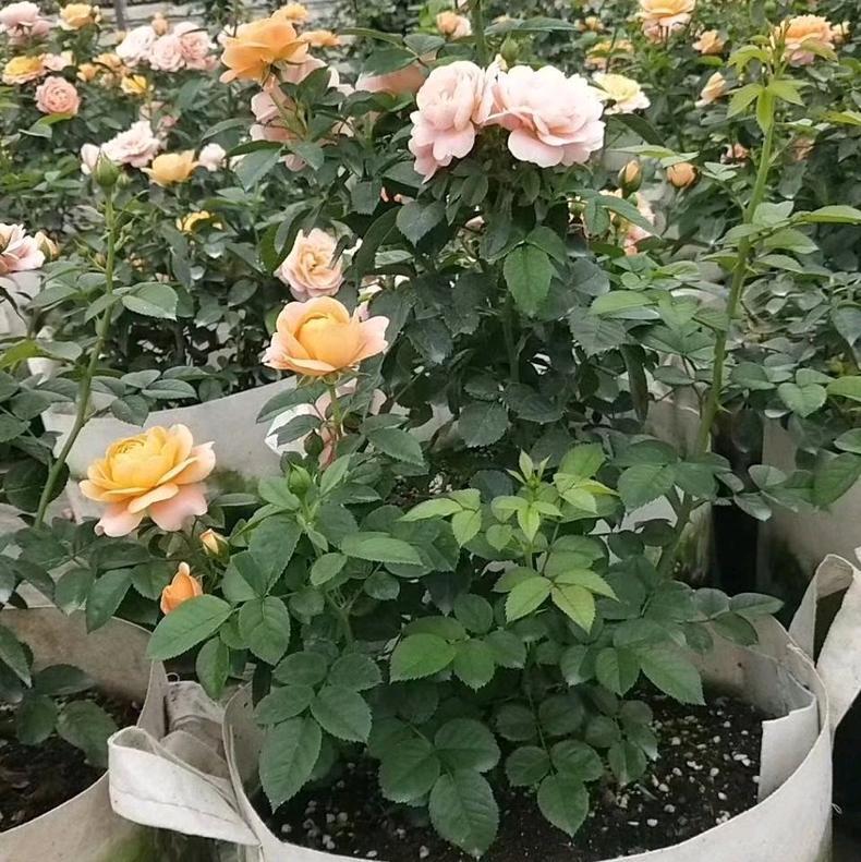 月季扦插长出愈合组织成活了吗,扦插月季有几天不黑杆就算成活