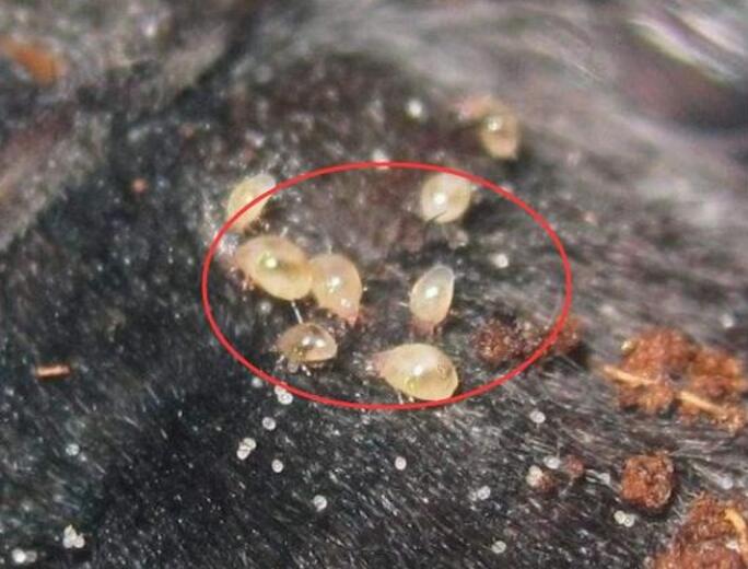 寄生在人脸上的螨虫有多可怕,脸上有螨虫要忌口