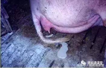 母猪产后消炎针什么时间打最好,母猪妊娠阶段不能打什么疫苗