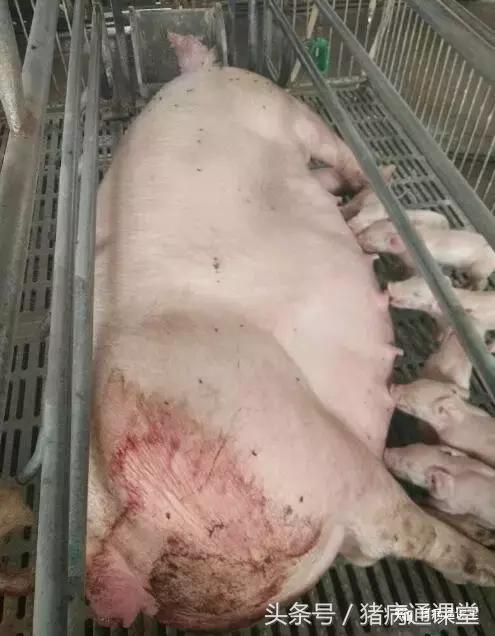 母猪产后消炎针什么时间打最好,母猪妊娠阶段不能打什么疫苗