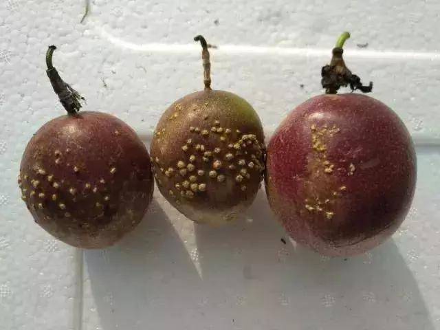 百香果树有什么病害,百香果掉叶的病害