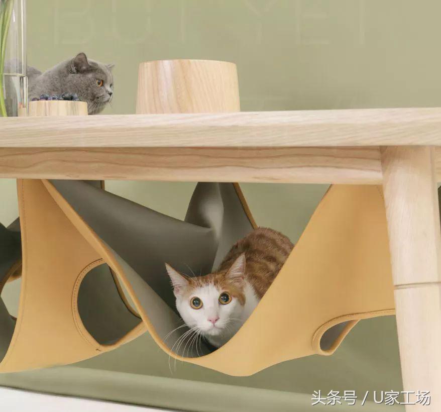 便宜又好用的猫窝有哪些,这六种猫窝你一定买过