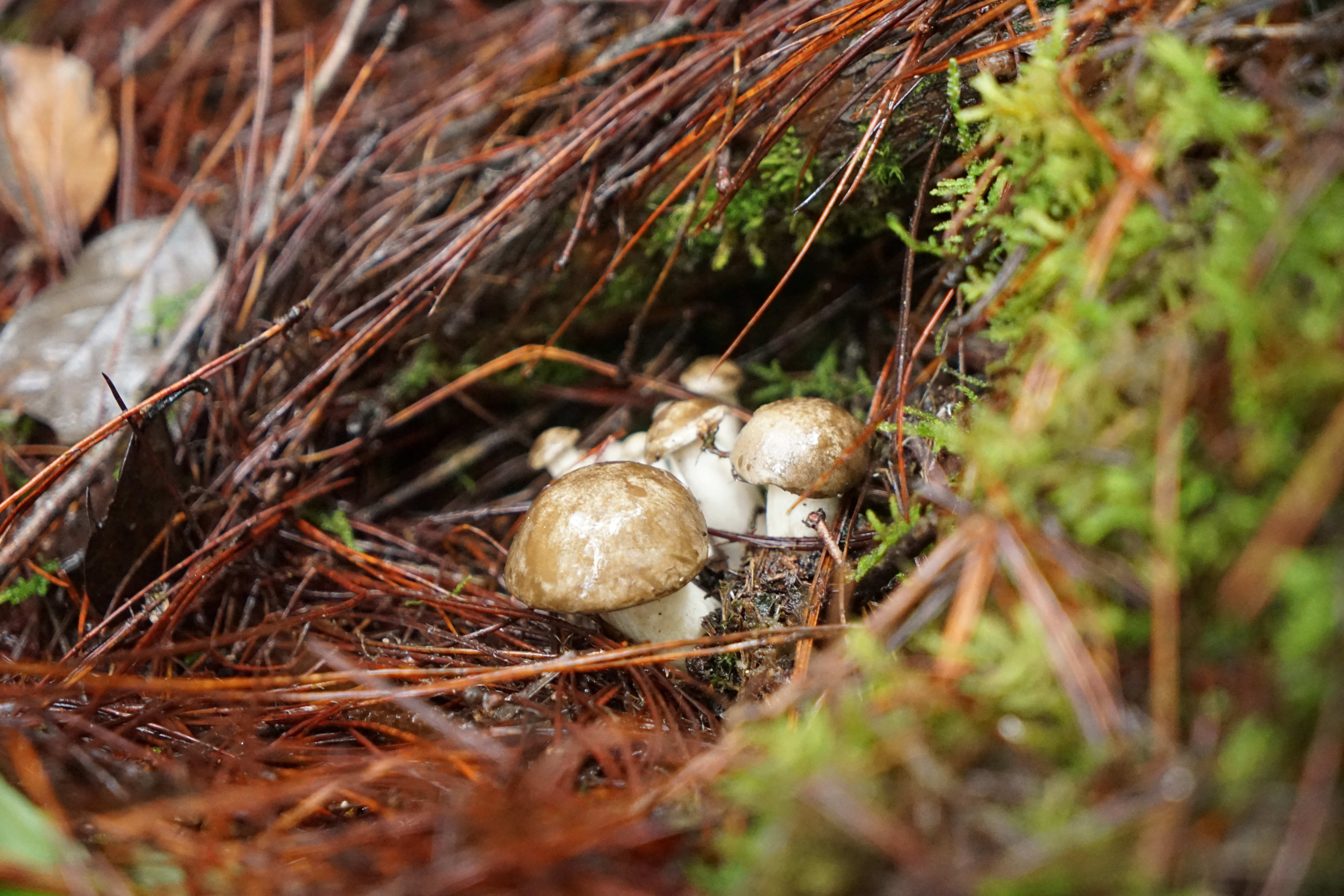 黑陶的前世今生：5000年古文明技艺把泥土炼成“黑金”