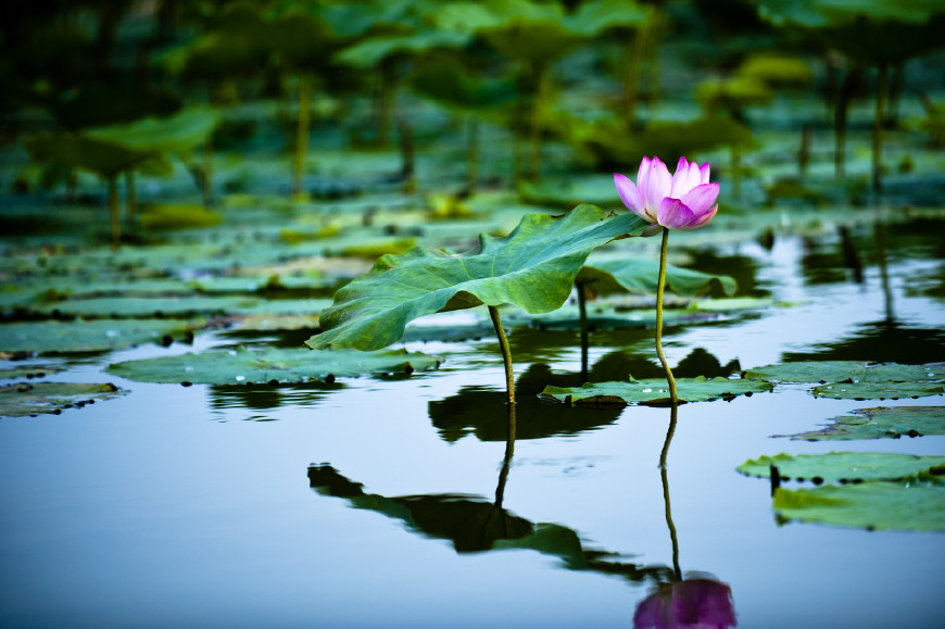 100道题测测你的文化功底,50个趣味古诗词测试题