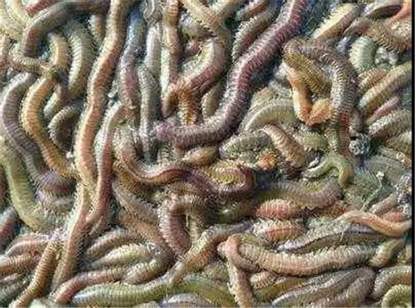 温州暗黑系小吃,温州十大暗黑美食排行榜