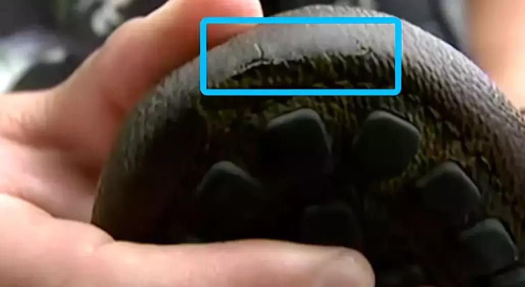 lv板鞋为什么皮质有裂纹,我在专柜买的lv鞋子有瑕疵怎么办