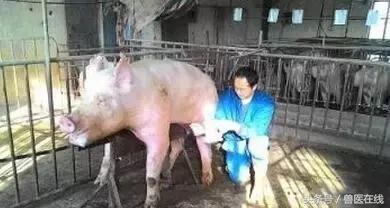 母猪配种的黄金时间表（养猪人一定要收藏）