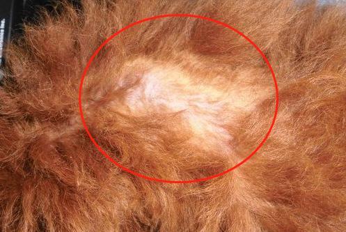 宠物为什么会容易丢失呢,宠物掉毛是什么原因